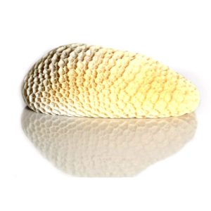 Buffalo Reticulum