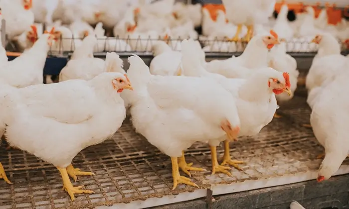 Seara Animal Welfare - Emphasizing Sustainability